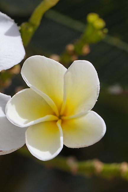 Fleurs Nanthawan Aout 2010-017
